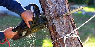 Best Soil Testing and Treatment  in Sandia Knolls, NM
