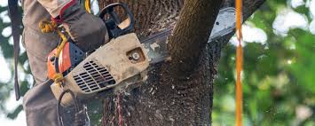 Best Pest Control for Lawns  in Sandia Knolls, NM