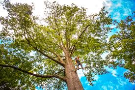 Best Commercial Tree Services  in Sandia Knolls, NM