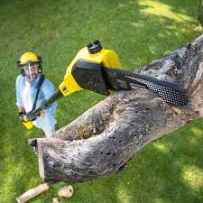 Best Arborist Consultation Services  in Sandia Knolls, NM