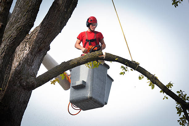 Best Aeration Services  in Sandia Knolls, NM
