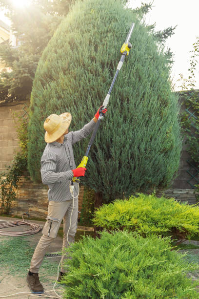 Best Lawn Grading and Leveling  in Sandia Knolls, NM