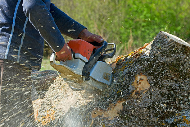 Best Lawn Mowing  in Sandia Knolls, NM