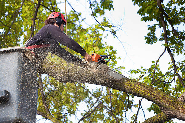 Trusted Sandia Knolls, NM Tree Removal Experts